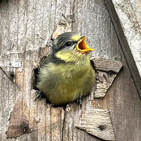 L'aragne Πανσιόν